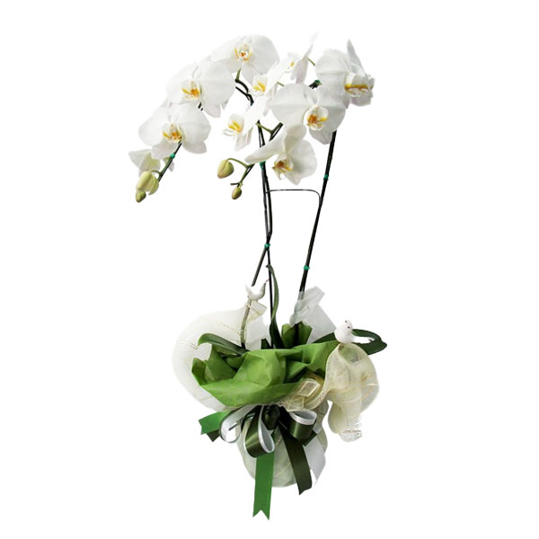 กล้วยไม้ฟาแลนนอปซิส (Phalaenopsis)