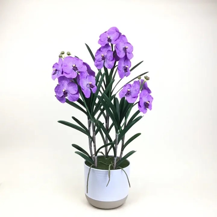 กล้วยไม้แวนด้าสีม่วง (Vanda Purple)