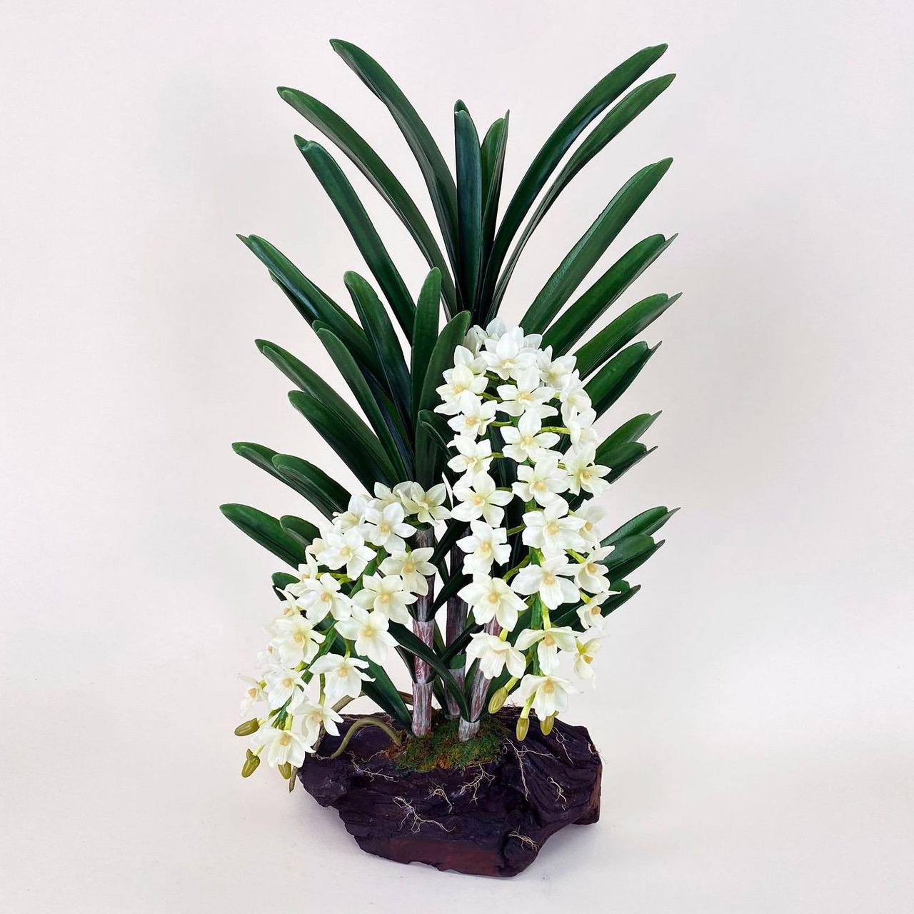 กล้วยไม้ช้างกระ (Rhynchostylis gigantea)