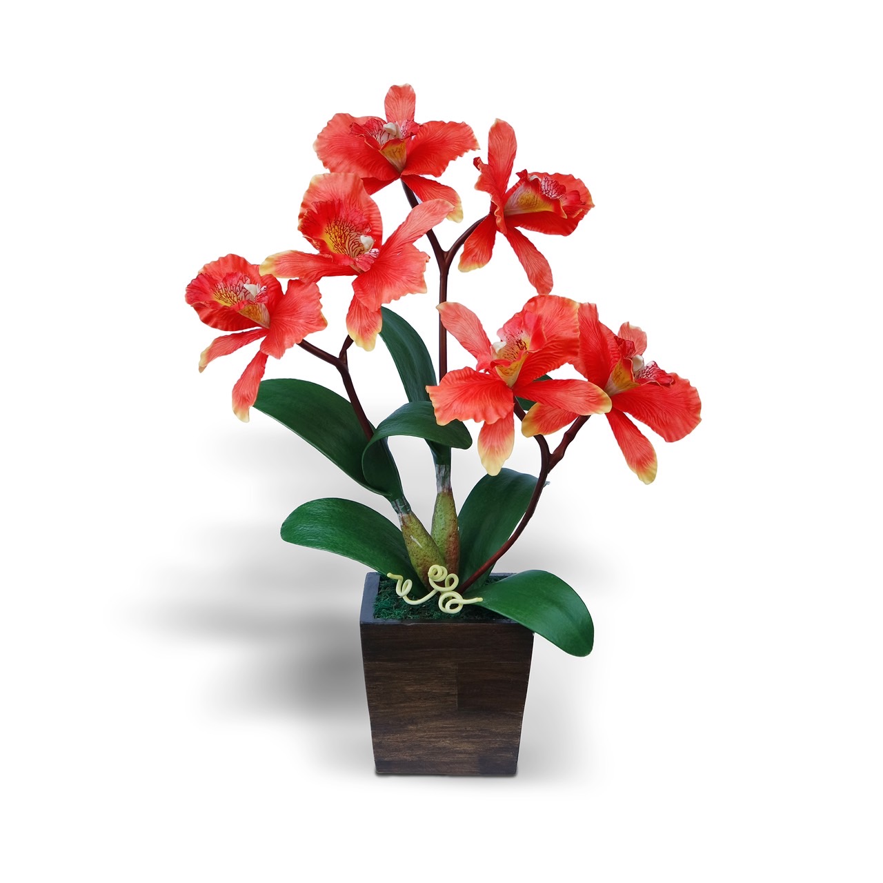 กล้วยไม้แคทลียา (Cattleya)