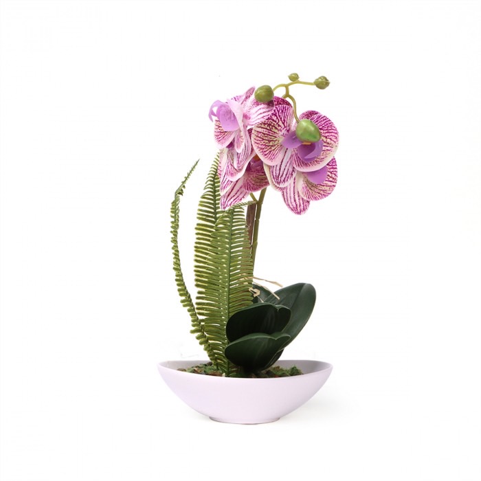 กล้วยไม้เอื้องคำ (Dendrobium lindleyi)