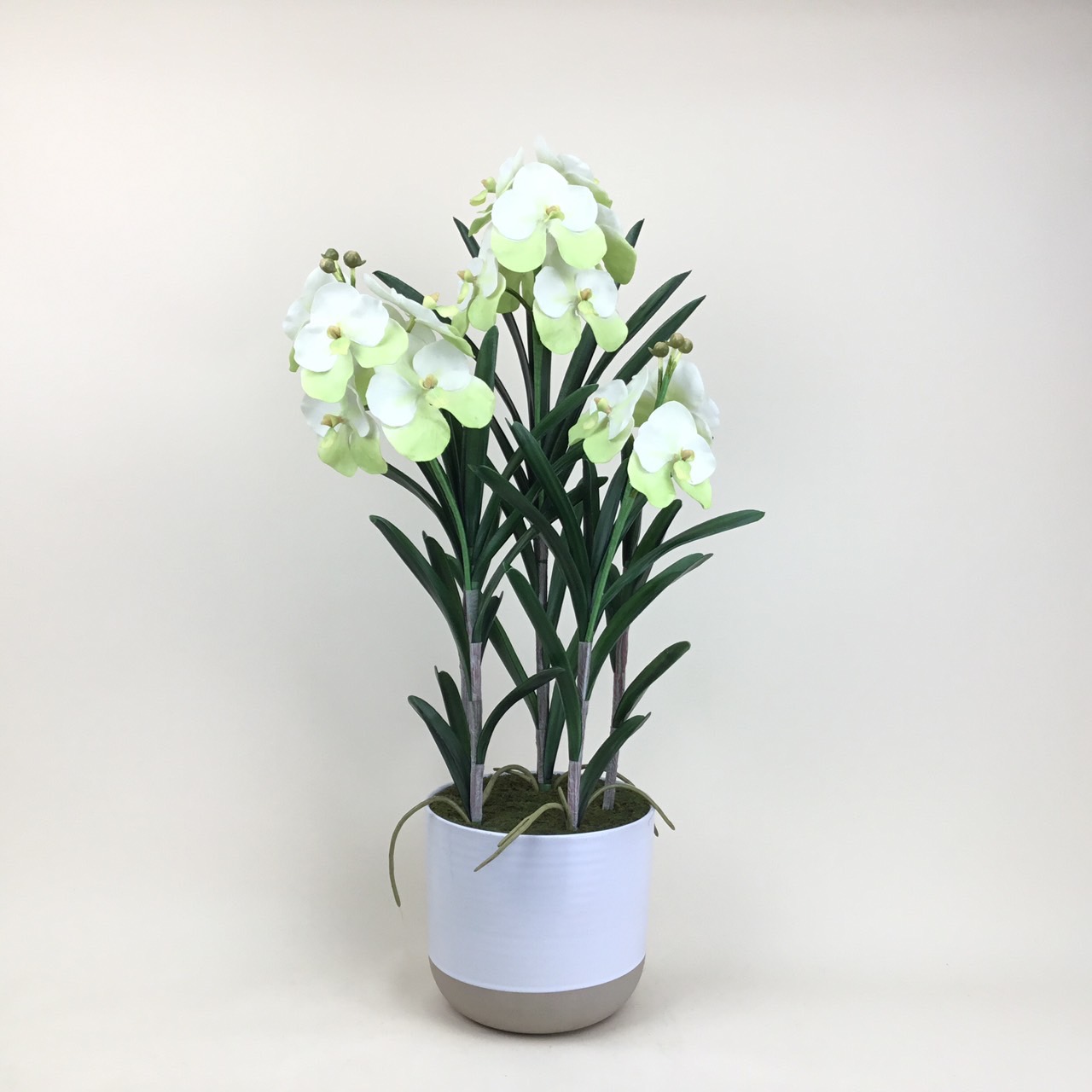 กล้วยไม้แวนด้าลายเสือ (Vanda Tiger Stripes)